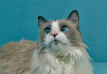 Allergic skin diseases in domestic cats. cat's wound from dermatitis. Skin diseases in cats. Cat pimples. Atypical dermatitis in a domestic cat. Feline Allergies in Cats