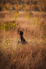 The dog is sitting in a field. German drat on the hunt.