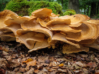 Pilz an Baumstubben
