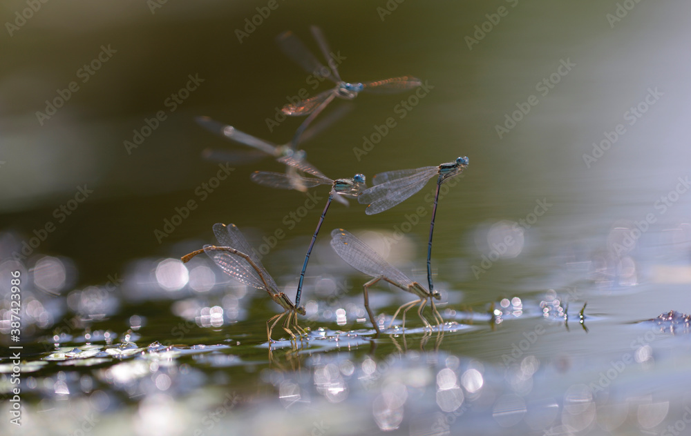 Wall mural Damselflies, Lestidae, put eggs underwater in front of a blurred background