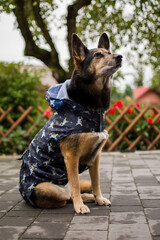 Pies i płaszcz przeciw deszczowy granatowy