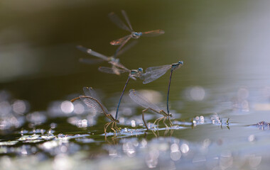 Damselflies, Lestidae, put eggs underwater in front of a blurred background