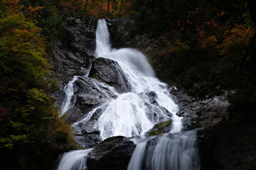 Obraz premium 中の滝