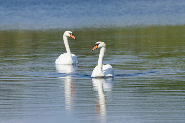 Two swans float on the river