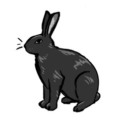 Fototapeta na wymiar Cute little black and grey rabbit