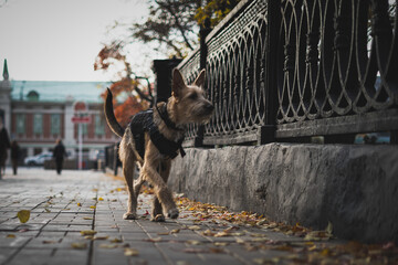A dog walks around the city. Dog runs on the sidewalk