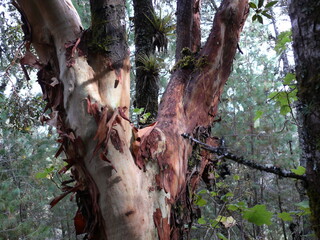 Erdbeerbaum im Nebelwald von Mexiko
