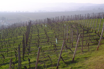 vineyard in autumn with misty background - 387424537