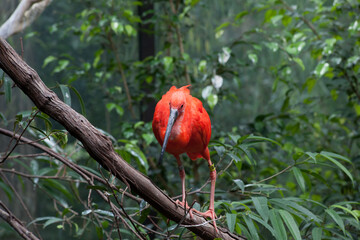 Scarlet Ibis outdoors