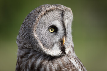 Portrait of a Great Grey Owl