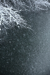 東京都心樹木雪景色