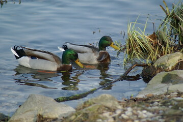 A couple of ducks in a pond