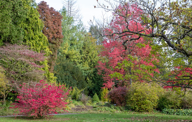 Leaves, trees and shrubs in beautiful colours, in the Botanical Gardens in the Royal Victoria Park, Bath Somerset UK. Photographed in autumn.