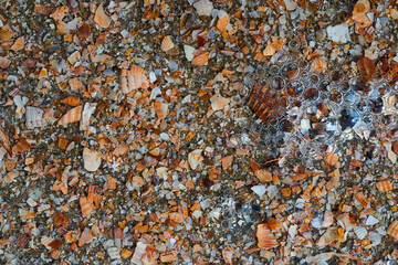 Seaside. Shell rock. Background.