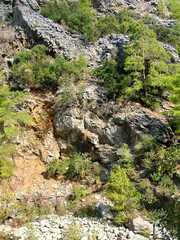 Pines on the cliffs of the canyon Goynuk in Turkey