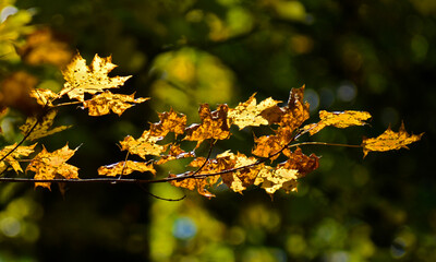 Sunlight shining through yellow maple leaves