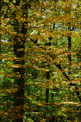 Maple trees in the woods with yellow leaves lit by the autumn sunshine