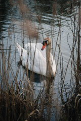 Schwan