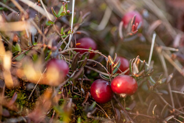 cranberry