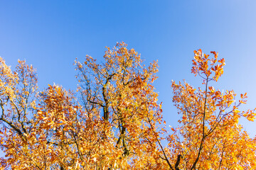 yellow leaves on autumn trees and beautiful sky   nature autumnal golden time