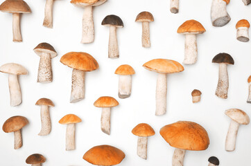 Boletus mushroom on white background