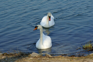 Two white swans swimming in a pond in Manuta (Italy)