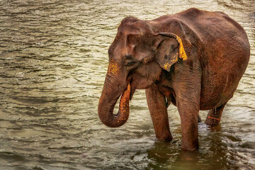 Fototapeta na wymiar Sri Lanka Pimmawala, elephants in Asia. great shots of elephants in sri lanka yala national park