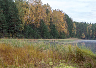 in the background a small bog lake in the early autumn morning, fog on the surface of the lake, dry grass, reeds and moss in the foreground, cloudy sky