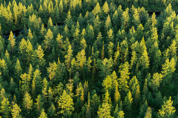 forest from a bird's eye view © DANIL