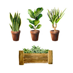 Set of home plants in pots. illustration for print, home or garden decoration. Indoor plants in a pot 
