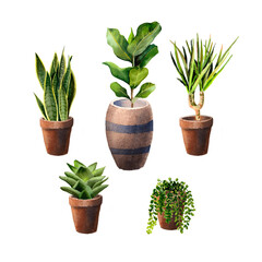 Set of home plants in pots. illustration for print, home or garden decoration. Indoor plants in a pot 