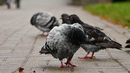 Gołębie © Krzysztof  Jaworski