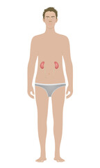 Kidney isolated on standing man. vector