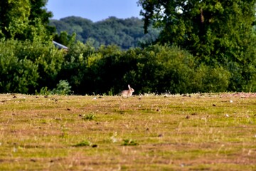 Rabbit in the meadow, Coombe Abbey, England