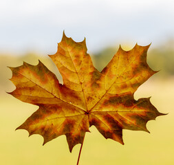 Herbstlaub vom Ahorn