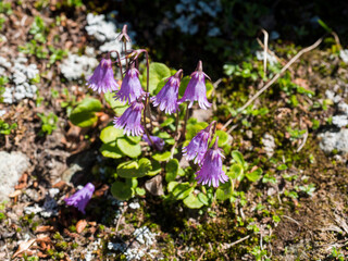 close up pink blooming flowers of Soldanella pusilla Snowbell slotted violet blooms of a perennial in natural habitat, selective focus