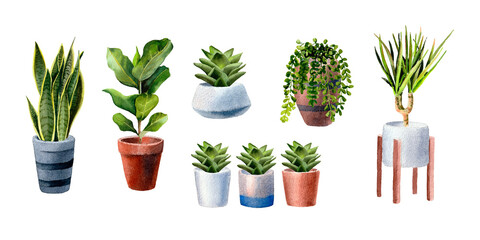 Watercolor hand painted house green plants in flower pots. Set of floral elements isolated on white. Decorative greenery collection. Home plants potted. Hand drawn illustration. 