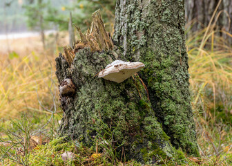 autumn landscape from the forest, dry leaves, dry grass and moss, tree trunk close-up