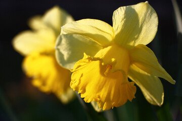 Yellow flowers and leaves of a narcissus in sunshine of the spring evening sun.