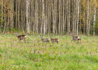 deer on the edge of the forest, autumn time, overgrown meadow, bog birches in the background, wildlife, cloudy and foggy