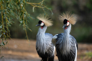 Grues couronnées