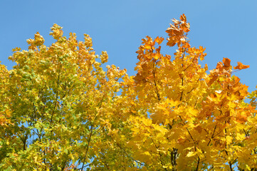 Yellow maple tree at sunny autumn day.