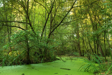 Fototapeta na wymiar Green swamp land