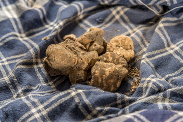 Freshly picked Alba white truffles on traditional napkin of the truffle hunter