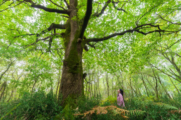 Little woman meeting huge oak tree