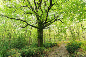 Fototapeta na wymiar Large oak tree in the forest