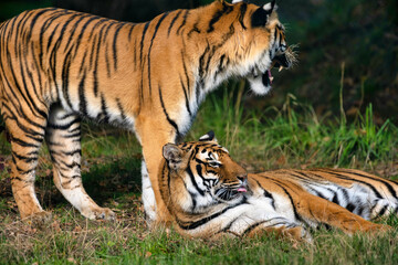 Tigres