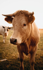 Kuh im Sonnenuntergang