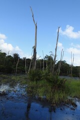 Obraz premium trees on the river