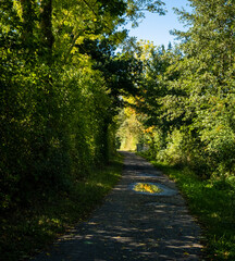 Fototapeta na wymiar Path through a wooded area on a sunny day with blue skies, taken in early fall in Germany